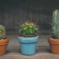 How to choose the right pots for cacti