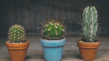 How to choose the right pots for cacti