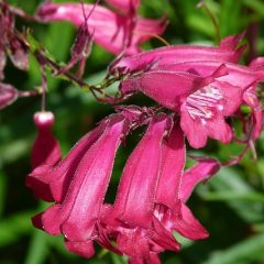 How to Care for Penstemon Varieties