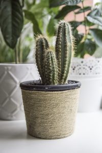 Choose the right Pot for Cacti