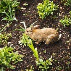 How to keep Garden Pests out