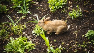 How to keep Garden Pests out