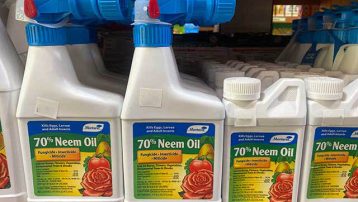 Neem Oil to Kill Insects Naturally