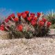 Growing Claret Cup Cactus