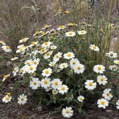 The Blackfoot Daisy Plant