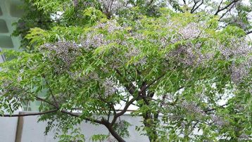 the Chinaberry tree