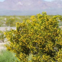 The Creosote Bush - Flowering