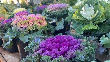 Care of Flowering Kale