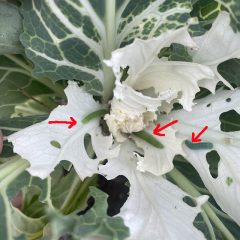 caterpillars on winter vegetables