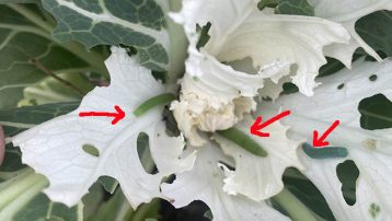 caterpillars on winter vegetables