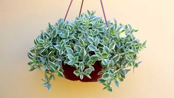 Aptenia Variegated in hanging pot