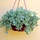 Aptenia Variegated in hanging pot