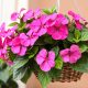 How to grow Impatiens