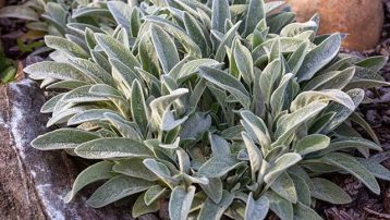 How to Grow Lamb's Ear