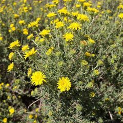 Brittle Brush Native Plant with Yellow Flowers