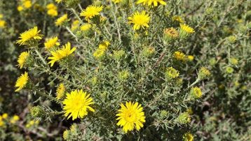 Brittle Brush Native Plant with Yellow Flowers