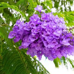 The Jacaranda Tree flower.