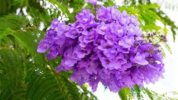 The Jacaranda Tree flower.