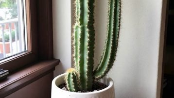 Argentine Saguaro Cactus Care