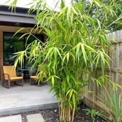 What Does Golden Bamboo Look Like