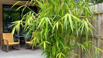 What Does Golden Bamboo Look Like