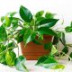 Different types of Pothos Plants