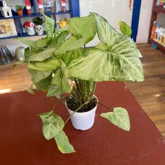 Arrowhead Plant care indoors