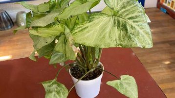 Arrowhead Plant care indoors