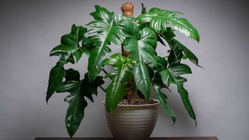 Best House Plants for Low Light