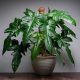 Best House Plants for Low Light