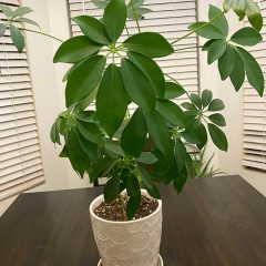 How to care for a Schefflera Plant