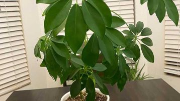 How to care for a Schefflera Plant