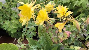 Growing Columbine Plants. - Aquilegia chrysantha