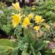 Growing Columbine Plants. - Aquilegia chrysantha