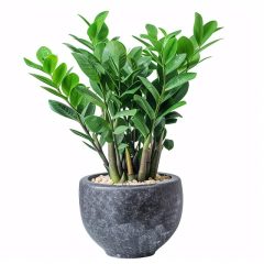 Zamioculcas zamiifolia Plant Care