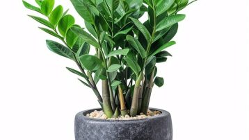 Zamioculcas zamiifolia Plant Care