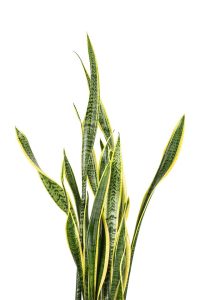 Types of Snake Plants