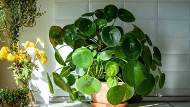 The Chinese Money Plant Peperomia