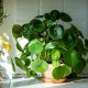 The Chinese Money Plant Peperomia