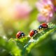 10 Beneficial Insects