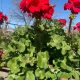 Geraniums in Hot Climates