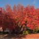 Care of Bradford Pear Tree